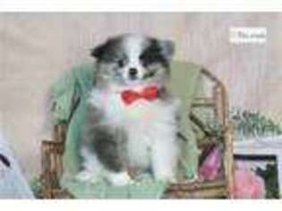 Pomeranian Puppy for sale in Fort Wayne, IN, USA