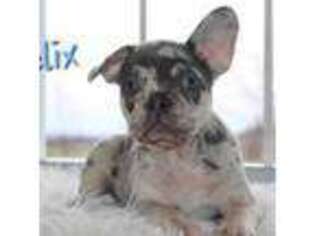 French Bulldog Puppy for sale in Woodruff, SC, USA