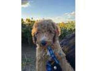 Goldendoodle Puppy for sale in Parkville, MD, USA