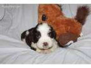 English Springer Spaniel Puppy for sale in Galena, MO, USA
