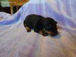 Mutt Puppy for sale in Ironton, OH, USA