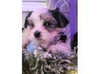 Mutt Puppy for sale in Barboursville, WV, USA