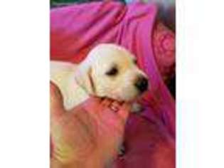 Labrador Retriever Puppy for sale in Hubert, NC, USA