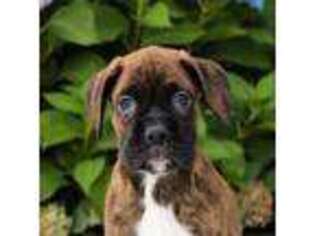 Boxer Puppy for sale in Phoenix, AZ, USA