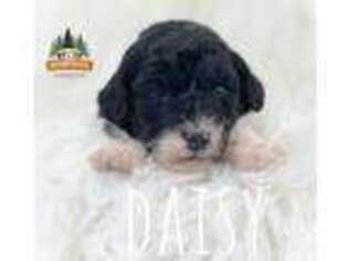 Labradoodle Puppy for sale in Warsaw, IN, USA