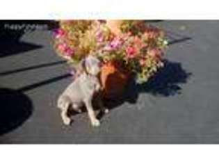 Miniature Pinscher Puppy for sale in Masontown, PA, USA