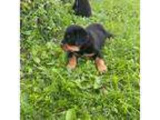 Rottweiler Puppy for sale in Dundee, NY, USA