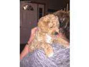 Labradoodle Puppy for sale in Smiths Grove, KY, USA