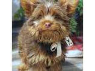 Yorkshire Terrier Puppy for sale in Mansfield, MO, USA
