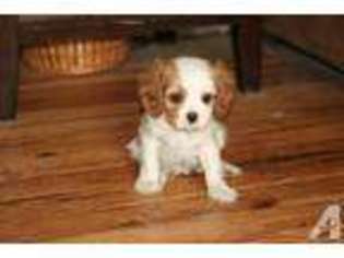 Cavalier King Charles Spaniel Puppy for sale in STANTON, MI, USA