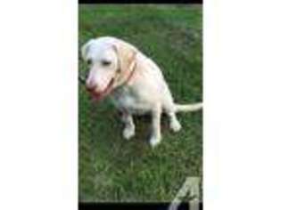 Labrador Retriever Puppy for sale in LIVINGSTON, TX, USA