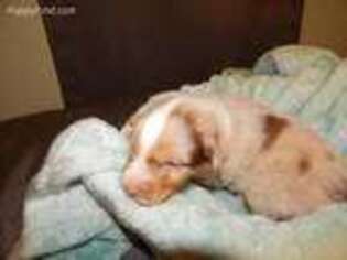 Australian Shepherd Puppy for sale in Harrah, OK, USA