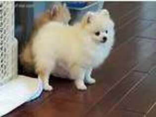 Pomeranian Puppy for sale in Calhoun, GA, USA