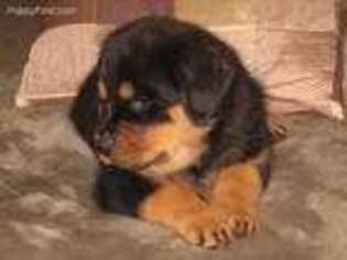 Rottweiler Puppy for sale in Somerville, TX, USA