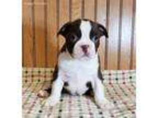 Boston Terrier Puppy for sale in Arthur, IL, USA