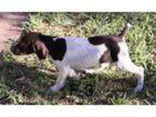 German Shorthaired Pointer Puppy for sale in Mcallen, TX, USA