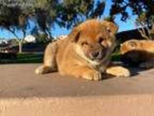 Shiba Inu Puppy for sale in Buena Park, CA, USA