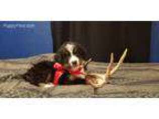 Bernese Mountain Dog Puppy for sale in Norwood, MO, USA