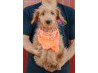 Goldendoodle Puppy for sale in Diamond, MO, USA