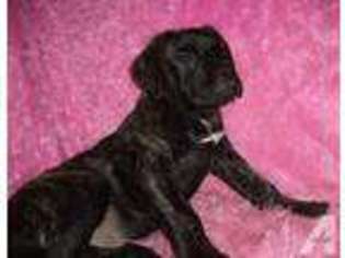 Mastiff Puppy for sale in ROLLA, MO, USA