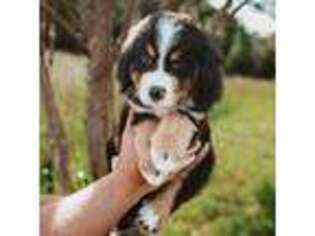 Bernese Mountain Dog Puppy for sale in Inman, SC, USA
