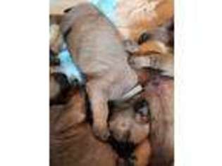 Bullmastiff Puppy for sale in Chino Valley, AZ, USA