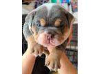 Bulldog Puppy for sale in Spencerport, NY, USA