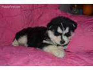 Siberian Husky Puppy for sale in Anderson, CA, USA