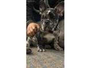 French Bulldog Puppy for sale in Signal Hill, CA, USA