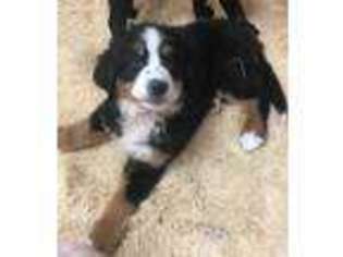 Bernese Mountain Dog Puppy for sale in Golden, CO, USA