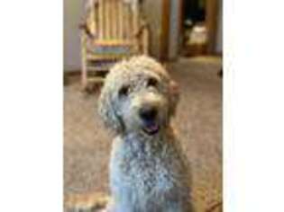 Goldendoodle Puppy for sale in Branson, MO, USA