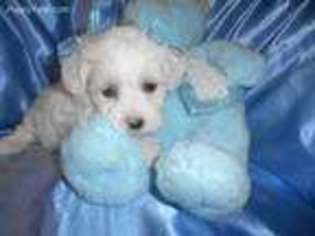 Maltese Puppy for sale in West Bloomfield, MI, USA