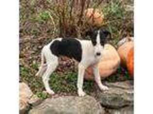 Whippet Puppy for sale in Clinton, TN, USA