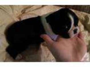 Boston Terrier Puppy for sale in TACOMA, WA, USA