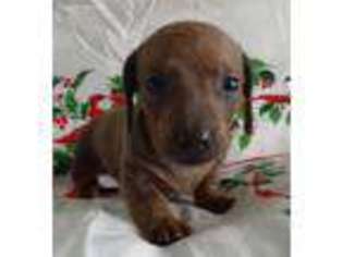 Dachshund Puppy for sale in Rio Linda, CA, USA