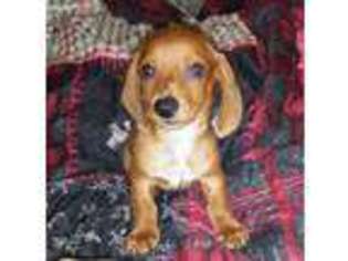 Dachshund Puppy for sale in Findlay, OH, USA