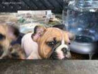 French Bulldog Puppy for sale in Salina, UT, USA