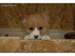 Pembroke Welsh Corgi Puppy for sale in Axtell, UT, USA
