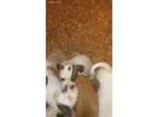 American Bulldog Puppy for sale in Pleasant Grove, AL, USA