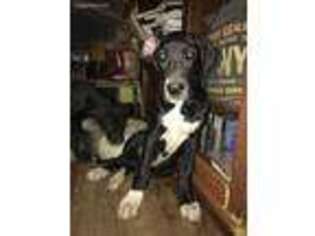Medium Photo #1 Great Dane Puppy For Sale in Hinckley, MN, USA