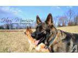 German Shepherd Dog Puppy for sale in IJAMSVILLE, MD, USA