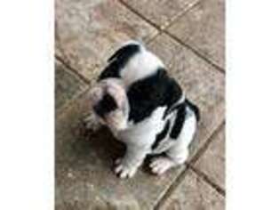 Bulldog Puppy for sale in Parrish, FL, USA