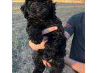 Cavapoo Puppy for sale in Ozark, AR, USA