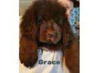 Newfoundland Puppy for sale in Lindsey, OH, USA
