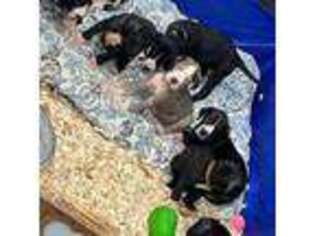 Great Dane Puppy for sale in Wilburton, OK, USA