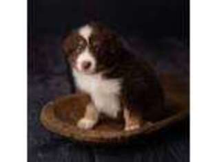 Australian Shepherd Puppy for sale in Monticello, KY, USA