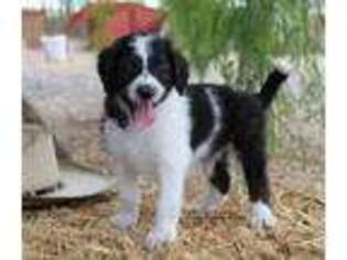 Mutt Puppy for sale in Tonopah, AZ, USA