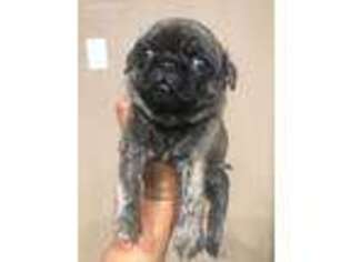 Pug Puppy for sale in Madison, AL, USA