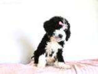 Mutt Puppy for sale in Provo, UT, USA