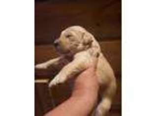 Goldendoodle Puppy for sale in Stockton Springs, ME, USA